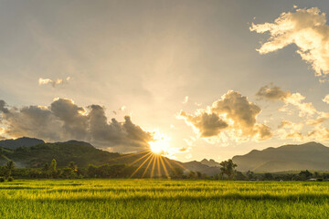 sunset in the evening, golden yellow rice fields