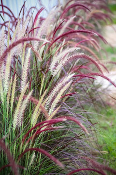 Natural colorful fountain grass flowers or pennisetum setaceum with light wind natural background