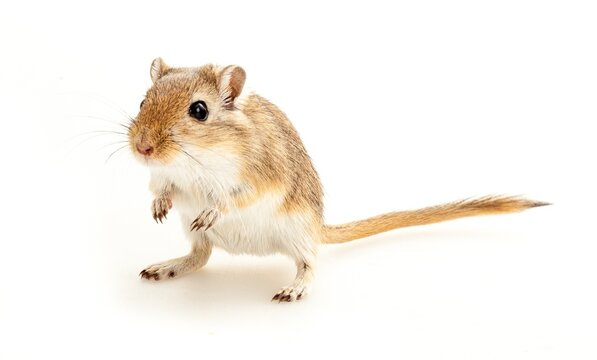 Brown Gerbil