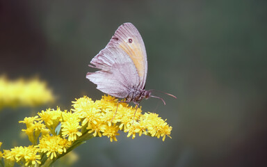 Ochsenauge, Waldschmetterling