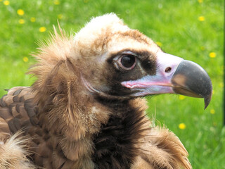 portrait of a vulture