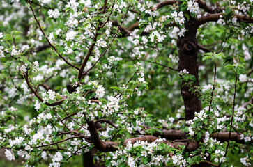 The apple trees are blooming in the orchard