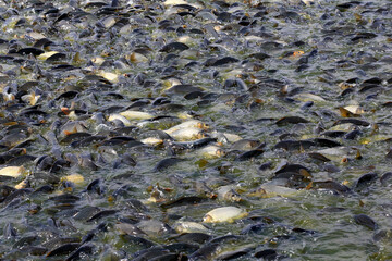 Many carp feed in the water