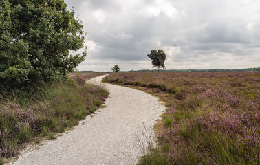 Meandering path through a Dutch heath landscape in the province of North Brabant. The heather is in bloom now. It is a cloudy day in the summer season.
