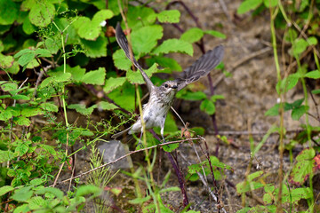 Grauschnäpper // Spotted flycatcher (Muscicapa striata) 