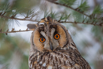 Ong-eared Owl (Asio otus) perched on pine tree. Portrait view.