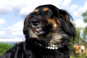 Dog with closed eyes