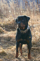 black labrador retriever rottweiler