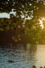 leaves reflected in water