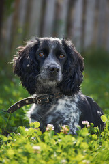 english cocker spaniel