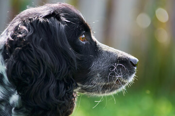 american cocker spaniel