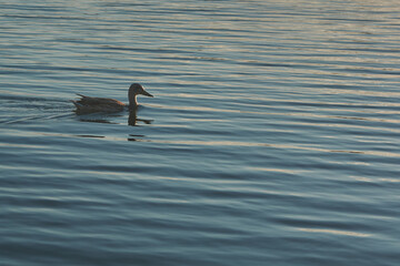 duck on the water