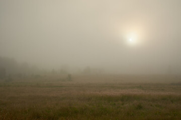 Fototapeta premium morning mist in the forest