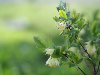 blossoming tree