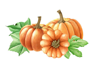 Pumpkin group with green leaves. Watercolor illustration. Hand drawn group of autumn pumpkins with green leaves. Orange organic vegetables element. On white background