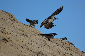 crow on the rocks