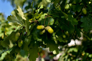 Green foliage of oak and fruits of acorns outdoors.