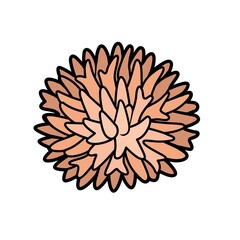 Thick sea corall object  color variation for coloring page isolated on white background