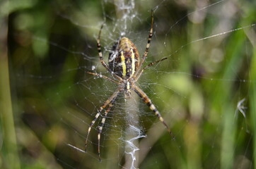 spider on the web