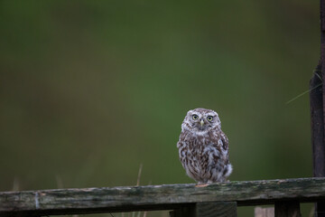 Little Owl (Athene noctua) nocturnal bird perched on log with bright background and looking at camera