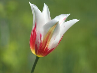 red and white tulip