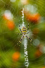 Argiope bruennichi. The predatory wasp spider entangles its prey in a web.