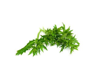 Eryngium foetidum isolated on white background.