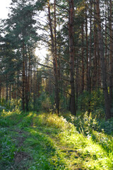 footpath in the woods