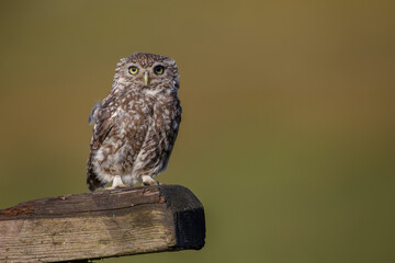 Little Owl (Athene noctua) nocturnal bird perched on log with bright background and looking at camera