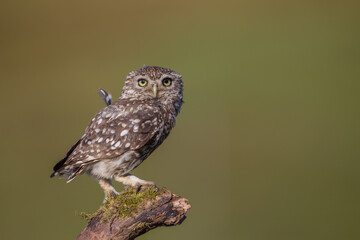 Little Owl (Athene noctua) nocturnal bird perched on log with bright background and looking at camera