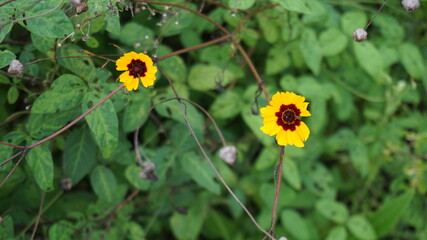yellow flower in the garden