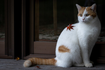 猫と紅葉