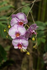 orchid flower