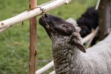 Close-up of a sheep in a pen