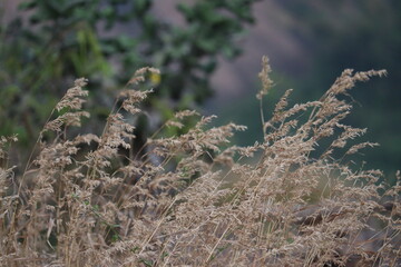 Beautiful common buzzard in the grass