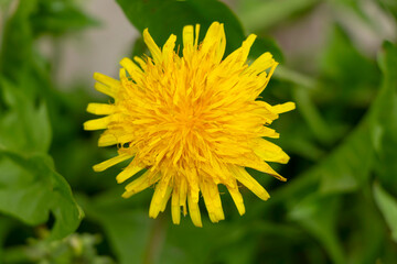 yellow blooming dandelion on a green background. top view. soft focus
