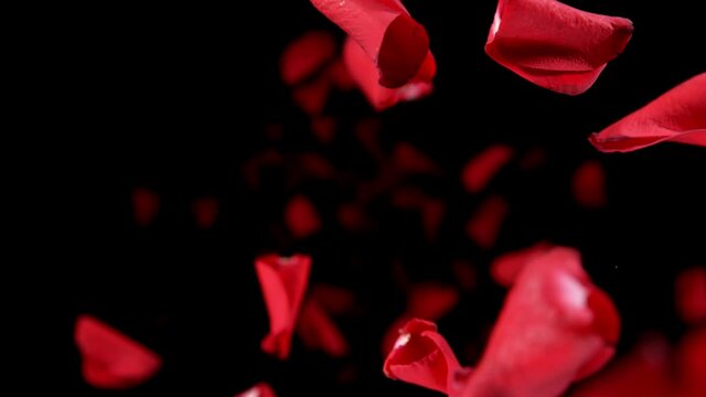 Super slow motion of flying rose petals on black background. Filmed on high speed cinema camera, 1000 fps.