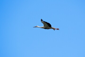 Dem Himmel entgegen - ein fliegender Storch