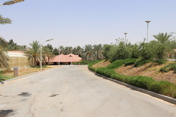 Fototapeta na wymiar tree palm tomato sky plant road