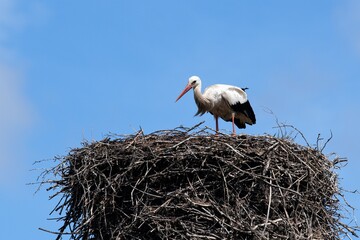 Storchennest mit Storch, auch als Meister Adebar bezeichnet -  Litauen