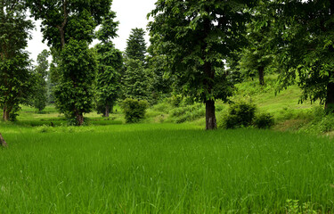 Nature, Trees, Green, Grass, Water, Waterfall