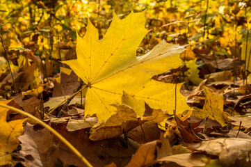 jesienny las i jesienne żółte liście - obrazy, fototapety, plakaty