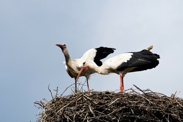 Zwei Weißstörche in einem Storchennest