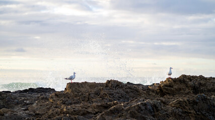 Fototapeta na wymiar Seagull on the rocks