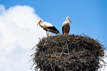 Zwei Ausschau haltende Störche in ihrem Nest