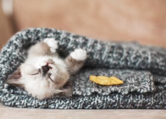 Kitten sleep on knitted plaid