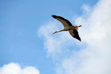 Ein Storch im Anflug