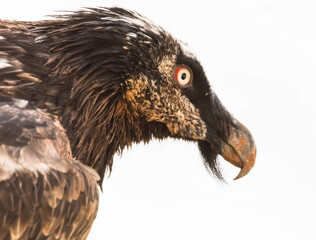 closeup of bearded vulture in pforile
