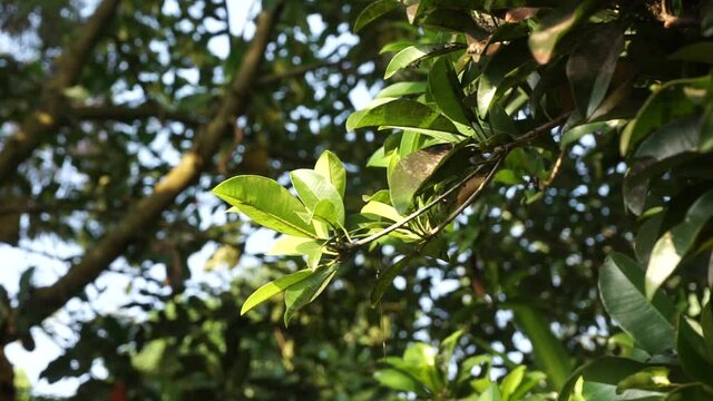 Sapodilla leaves (Manilkara zapota, sapota, chikoo, naseberry, sawo, nispero) in the nature background. The name "zapota" from the Spanish zapote ultimately derives from the Nahuatl word tzapoti.