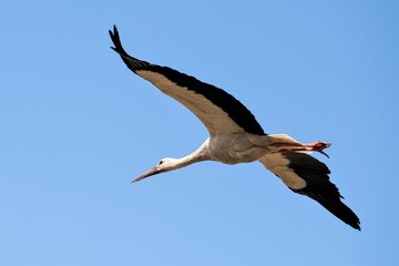 Gleitflug  - Ein fliegender Storch
